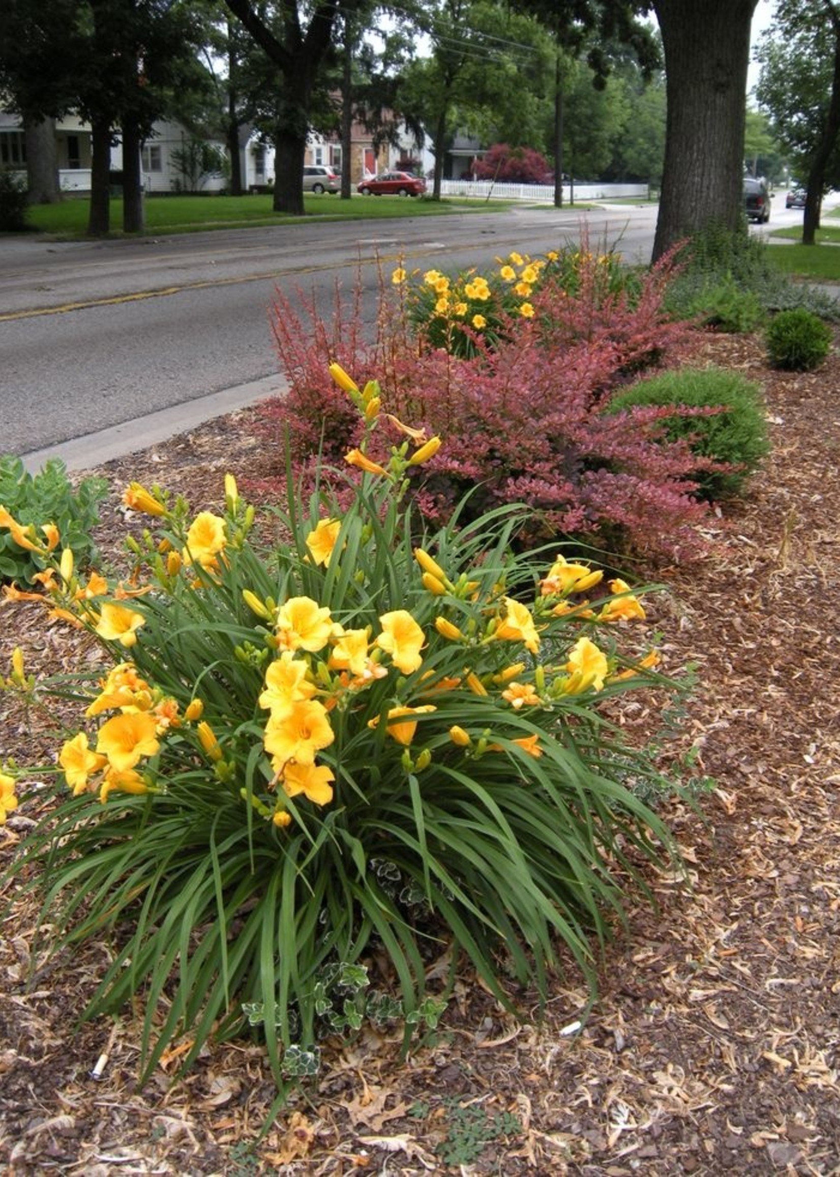 ct - Container Stella d'Oro Daylily