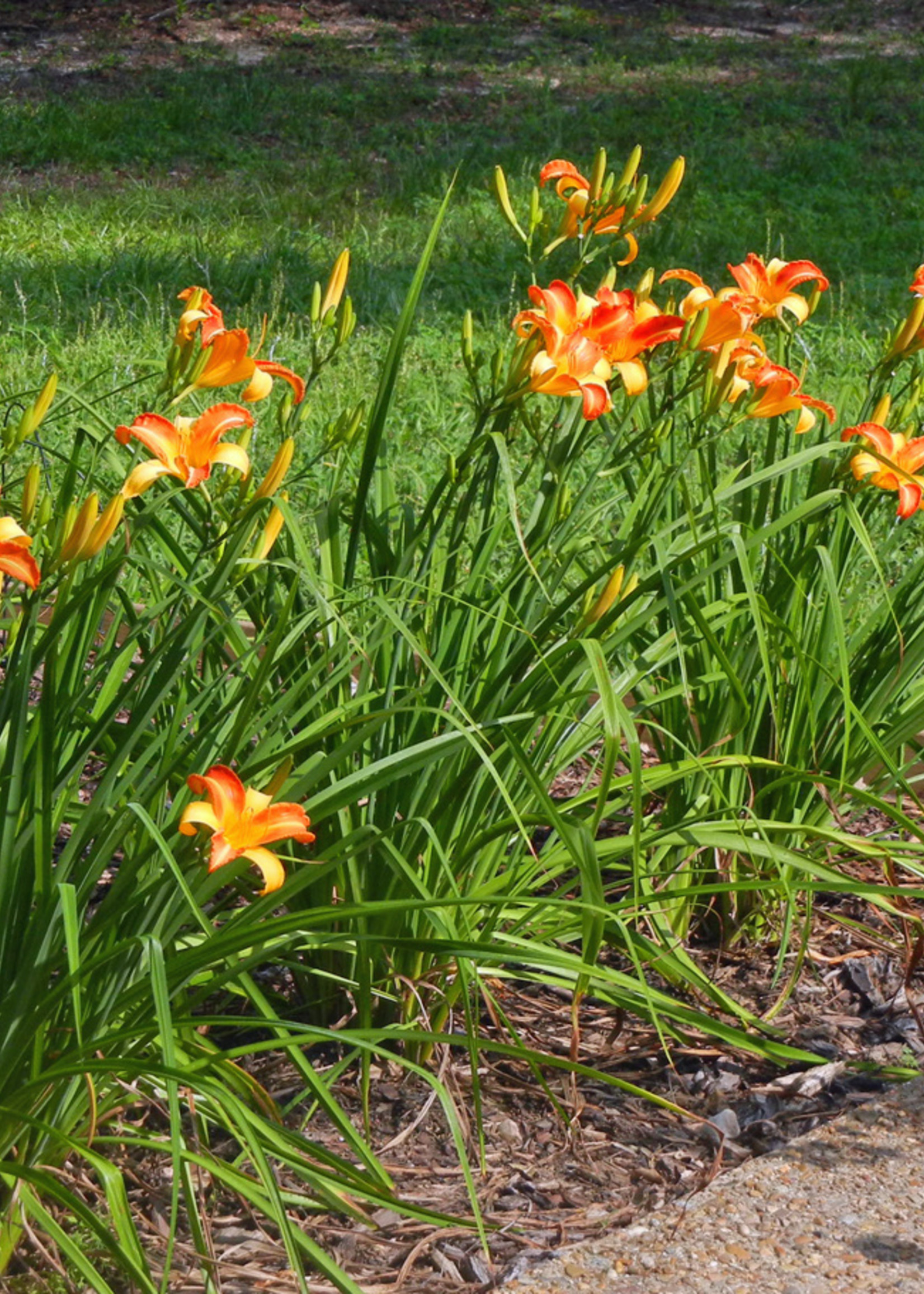 ct - Container Frans Hals Daylily