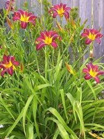 ct - Container Ruby Stella Daylily