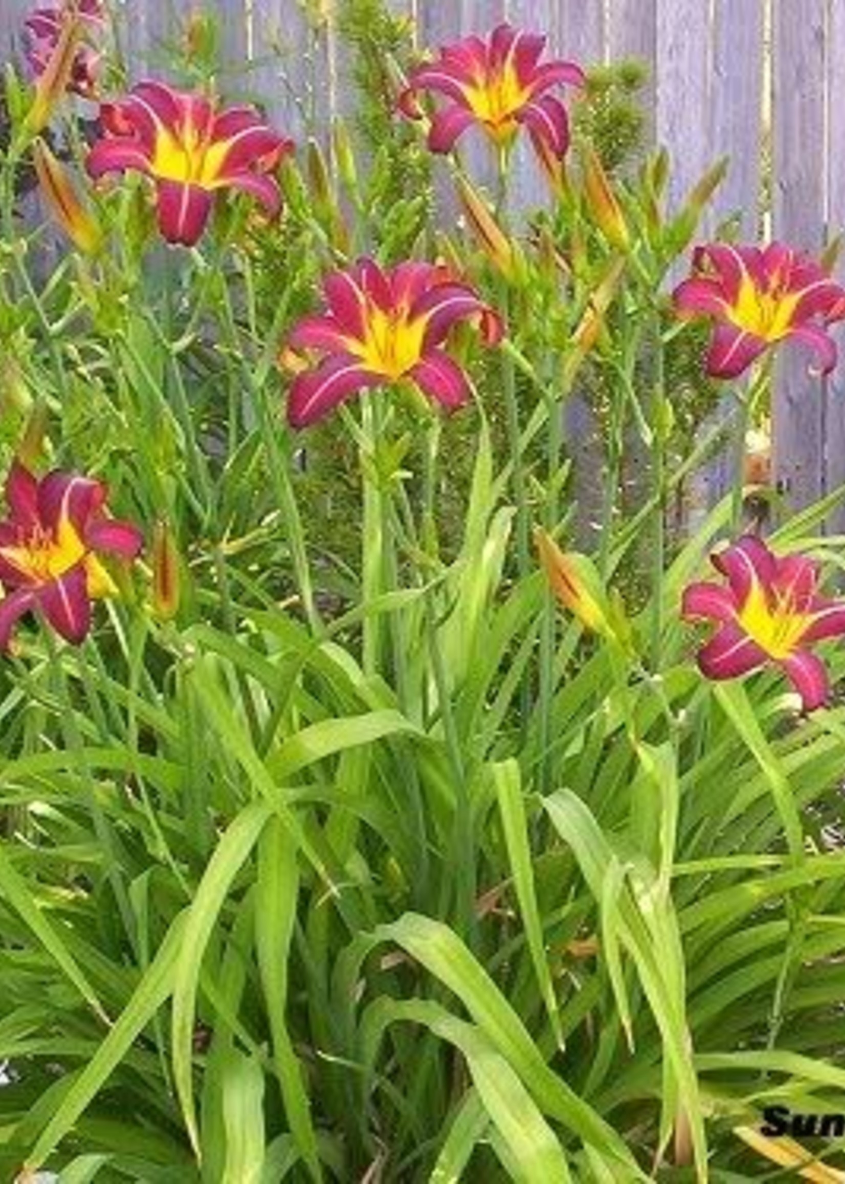ct - Container Ruby Stella Daylily