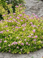 ct - Container Sundrop Spirea