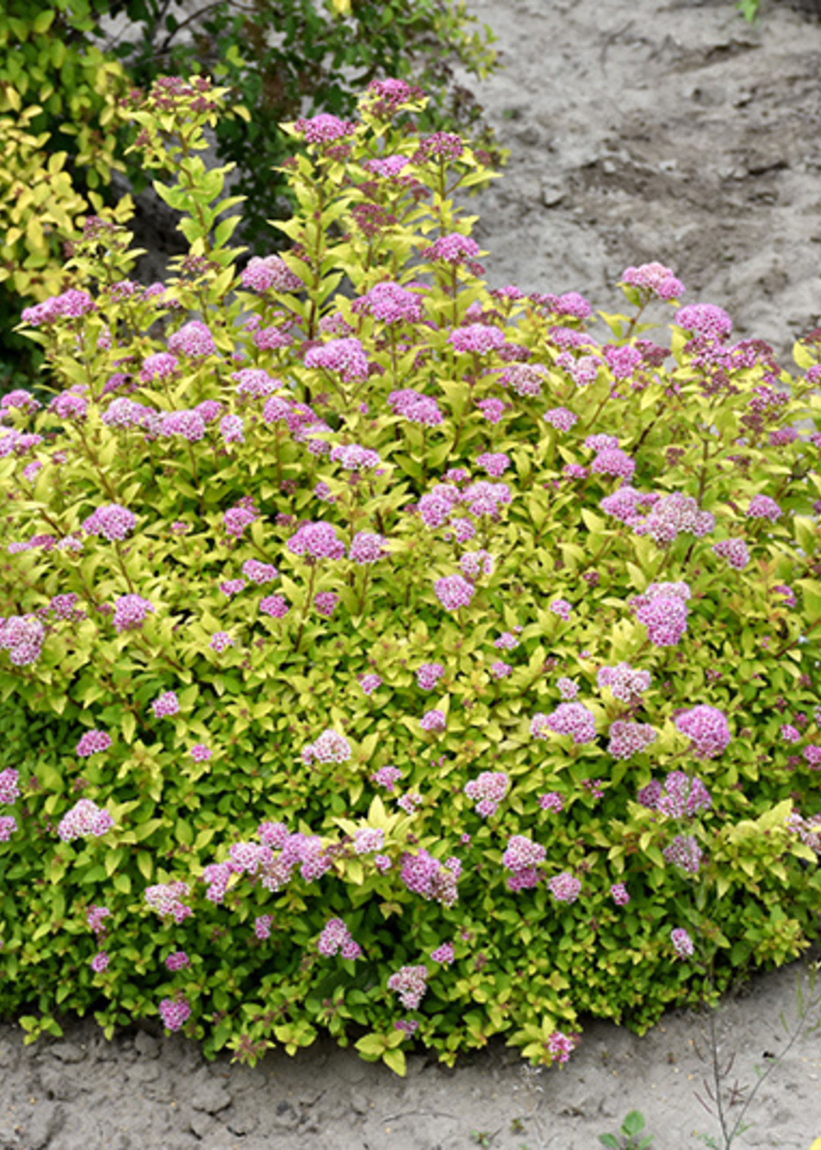 ct - Container Sundrop Spirea