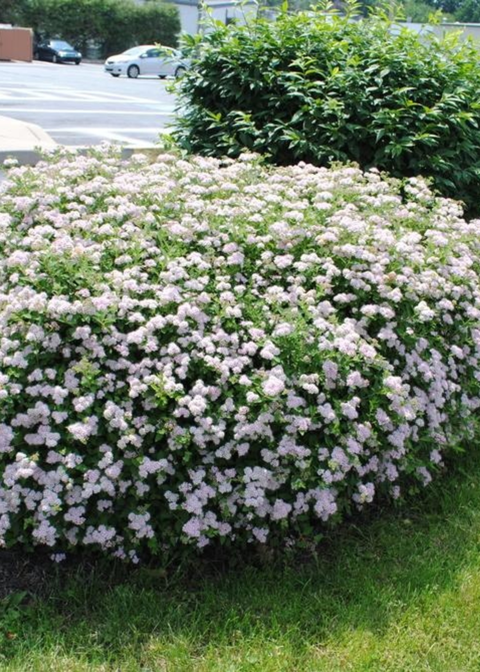 ct - Container Little Princess Spirea