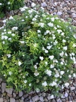 ct - Container Japanese White Spirea