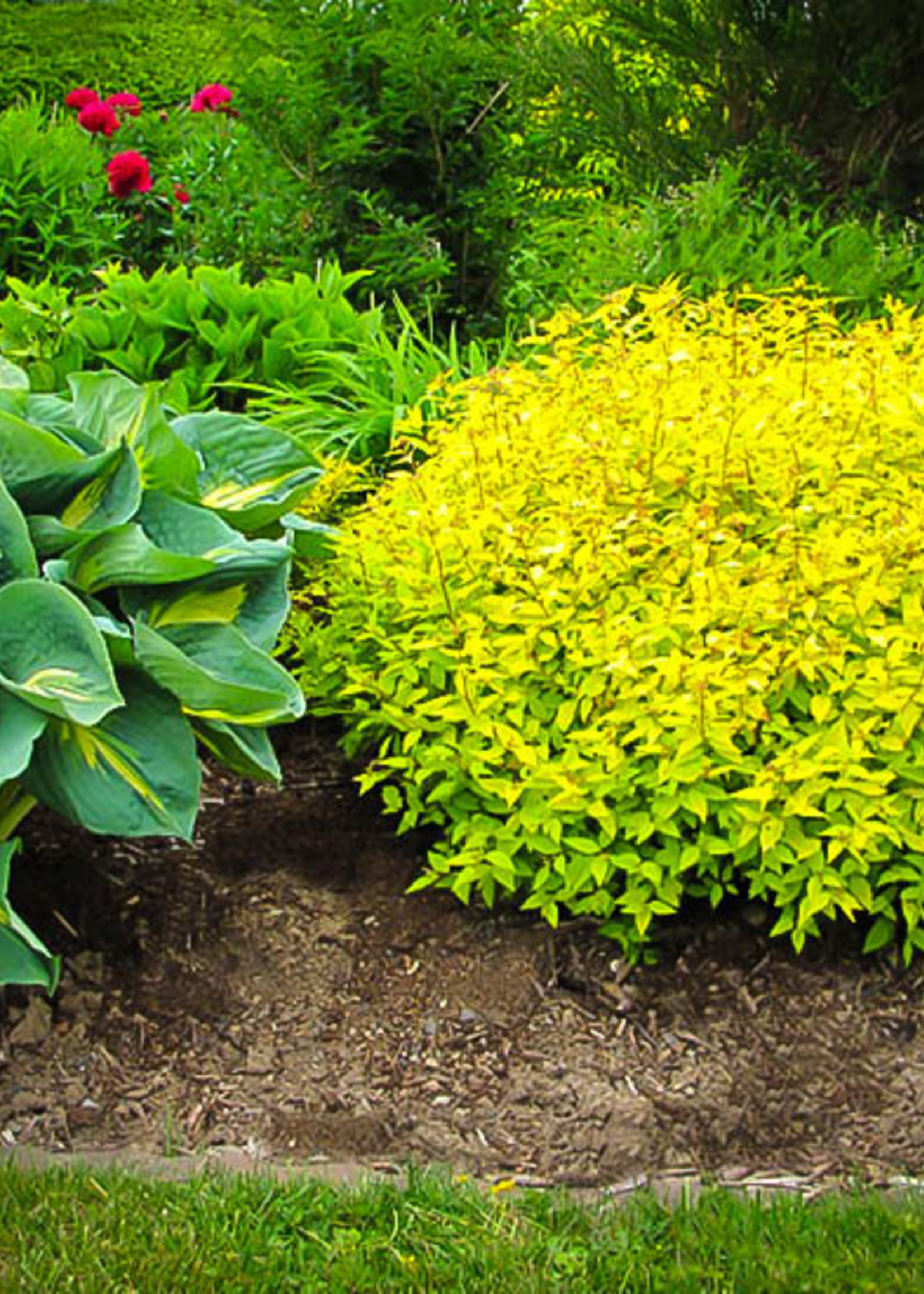 ct - Container Goldmound Spirea