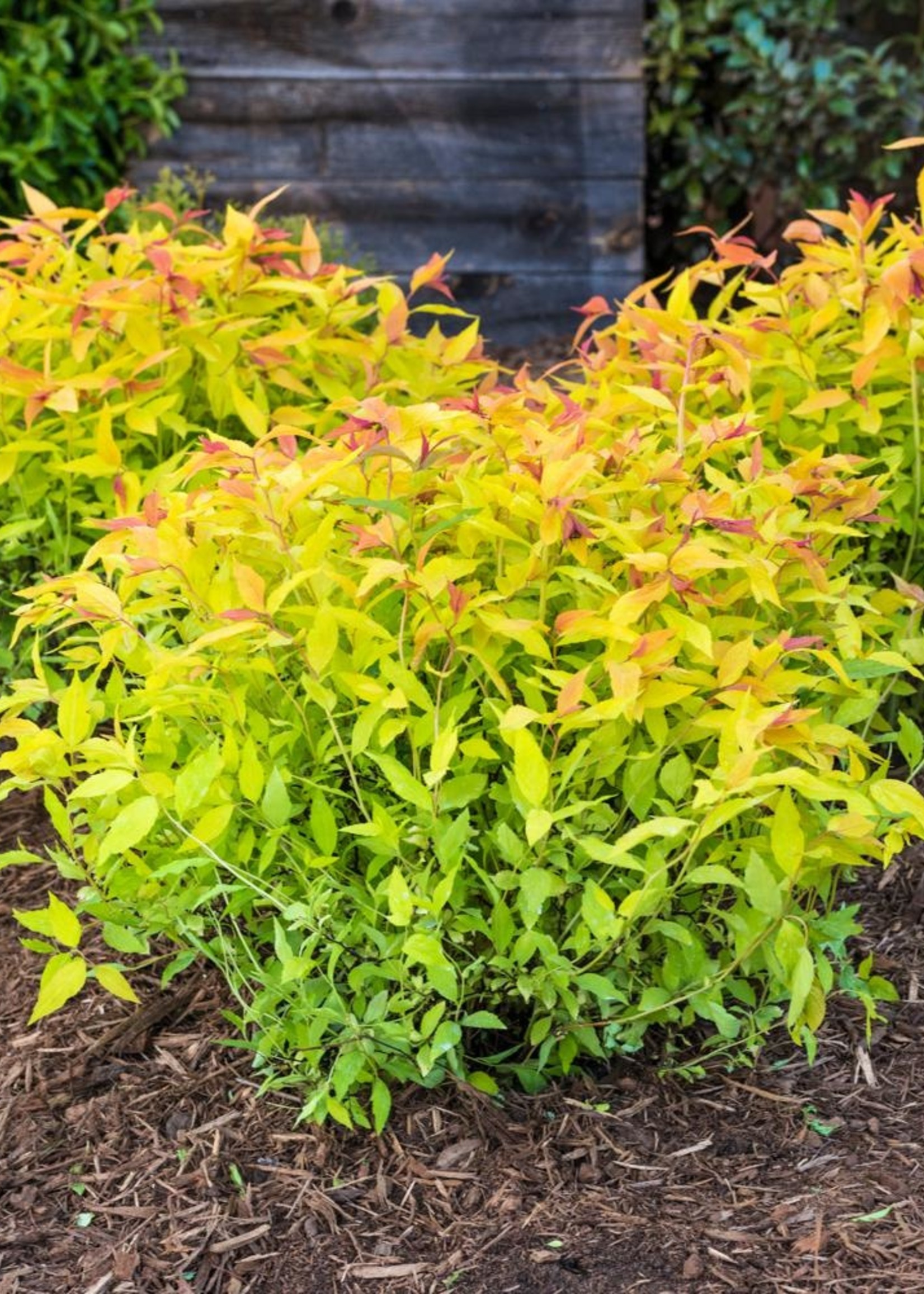 ct - Container Goldflame Spirea