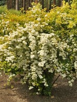 ct - Container Firegold Vanhouttei Spirea