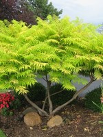 ct - Container Tiger Eyes Sumac