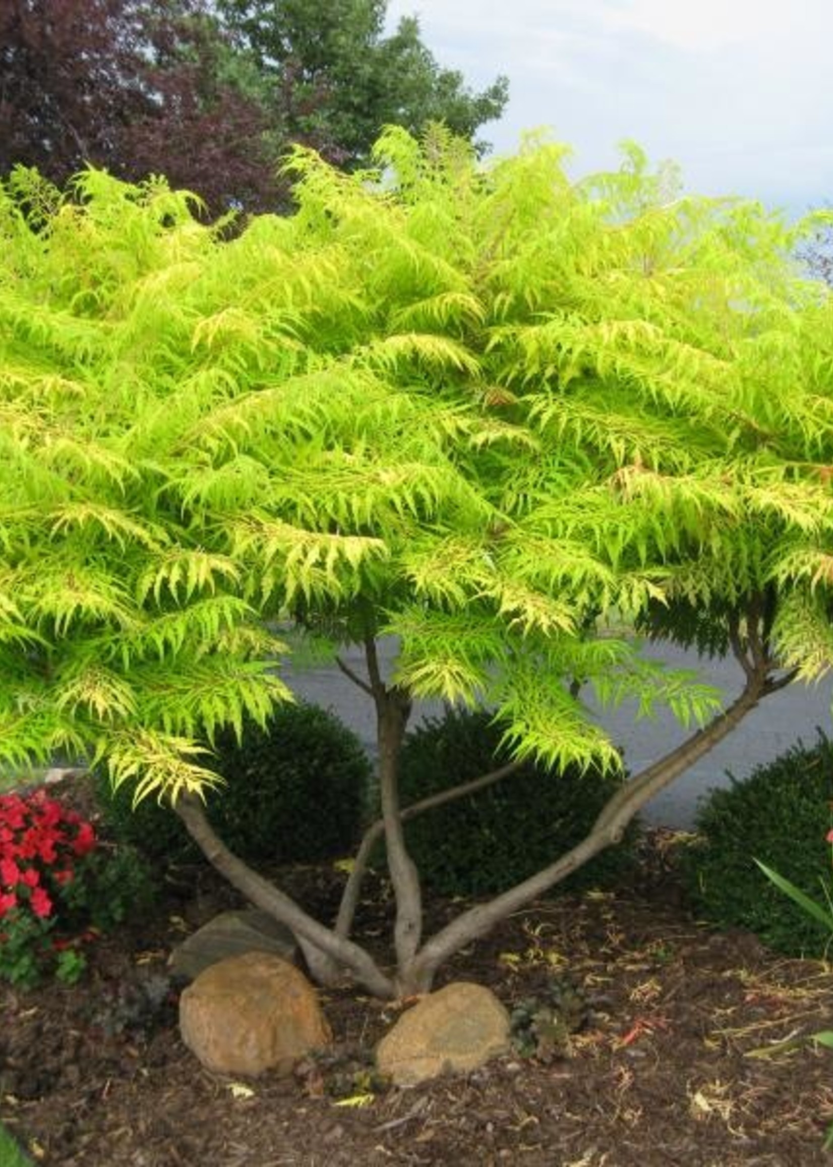 ct - Container Tiger Eyes Sumac