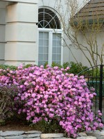 ct - Container P.J.M. Rhododendron