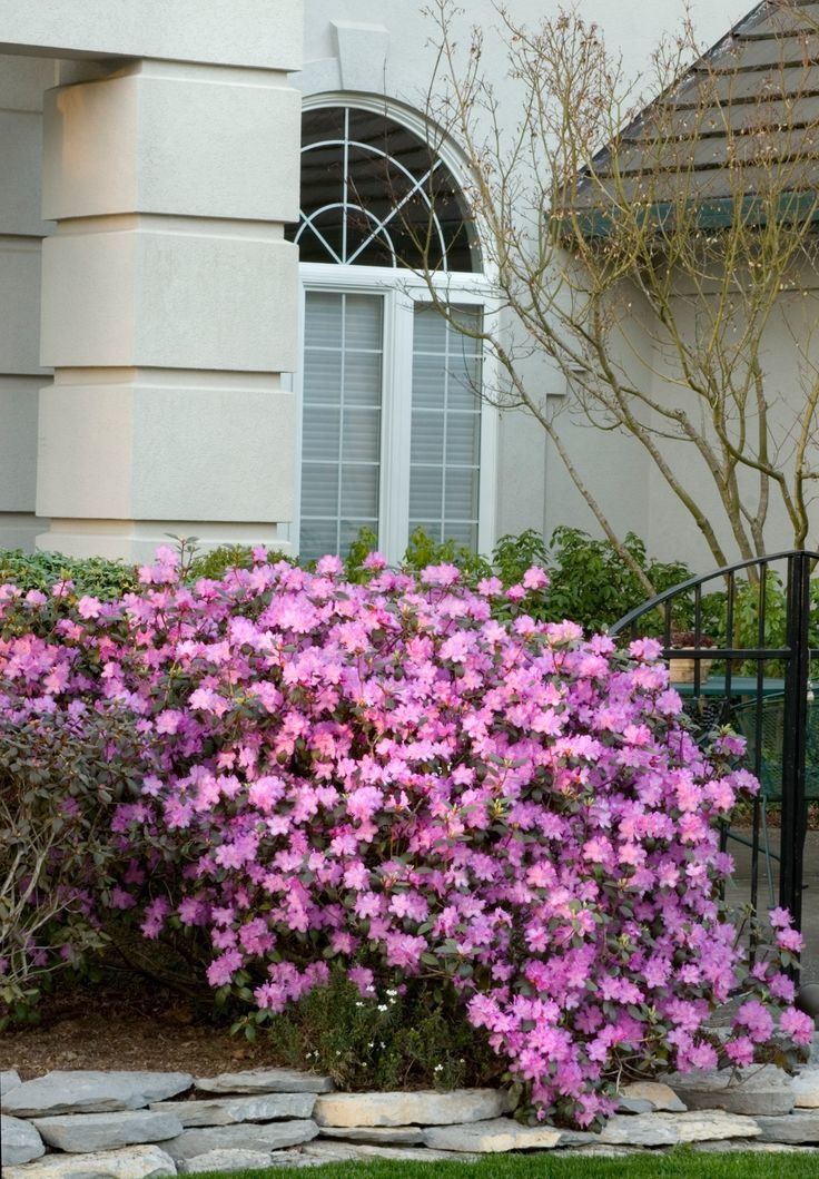 P.J.M. Rhododendron - ct #2 - TC Nursery