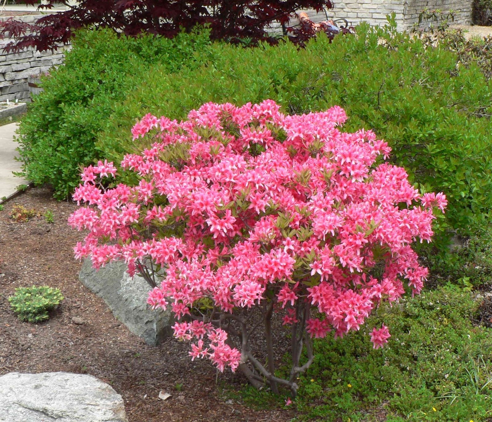 Northern Lights Azalea - ct #2 - TC Nursery