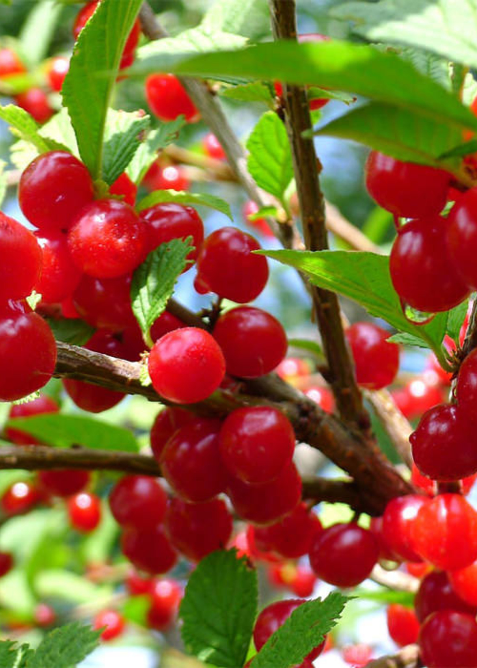 BR - Bare Root Nanking Cherry