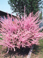 BR - Bare Root Dbl Flowering Plum