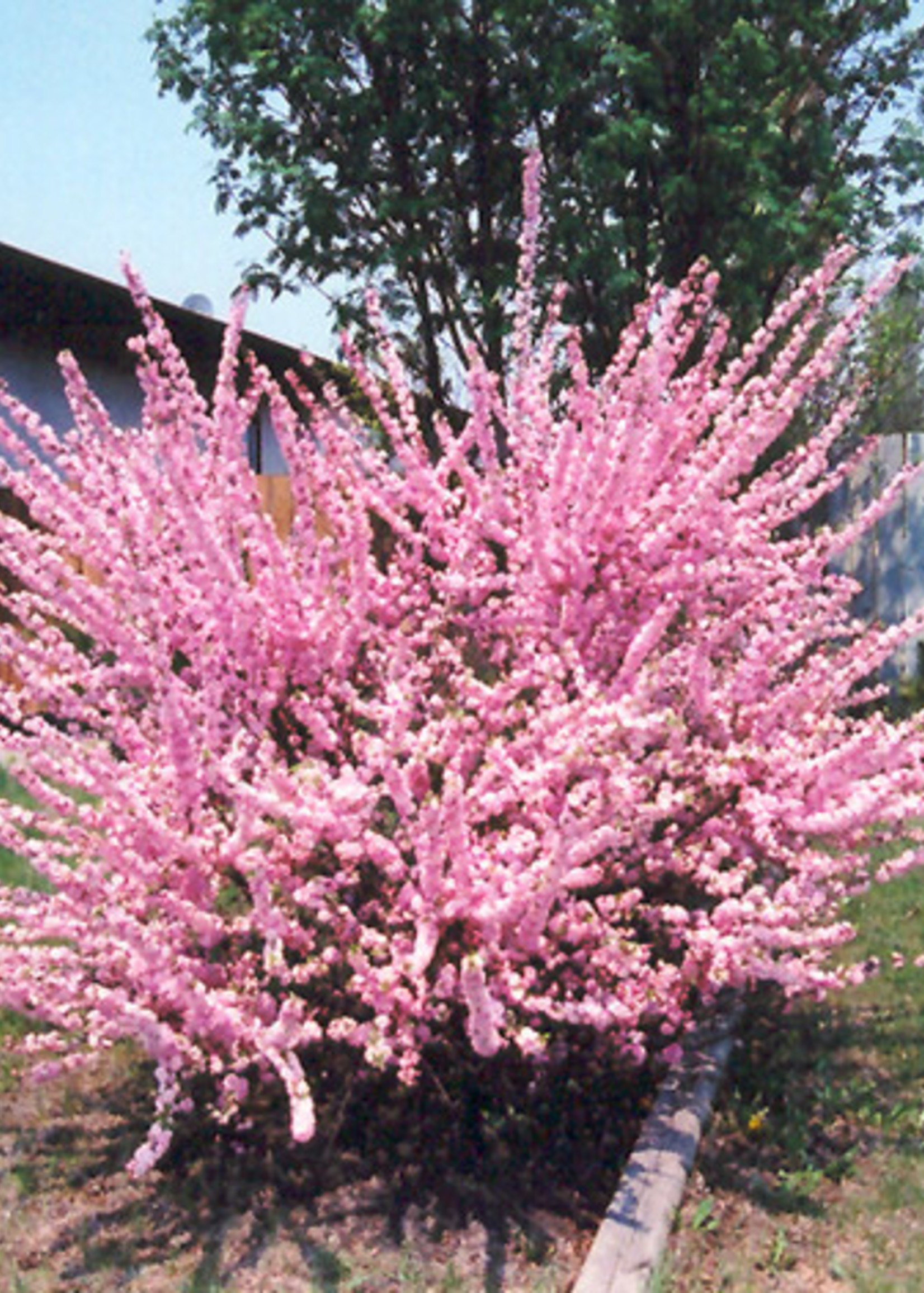 BR - Bare Root Dbl Flowering Plum