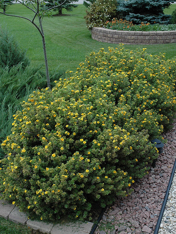 Potentilla TC Nursery