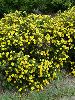 ct - Container Dakota Sunspot Potentilla