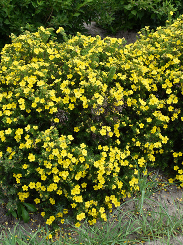 Potentilla TC Nursery
