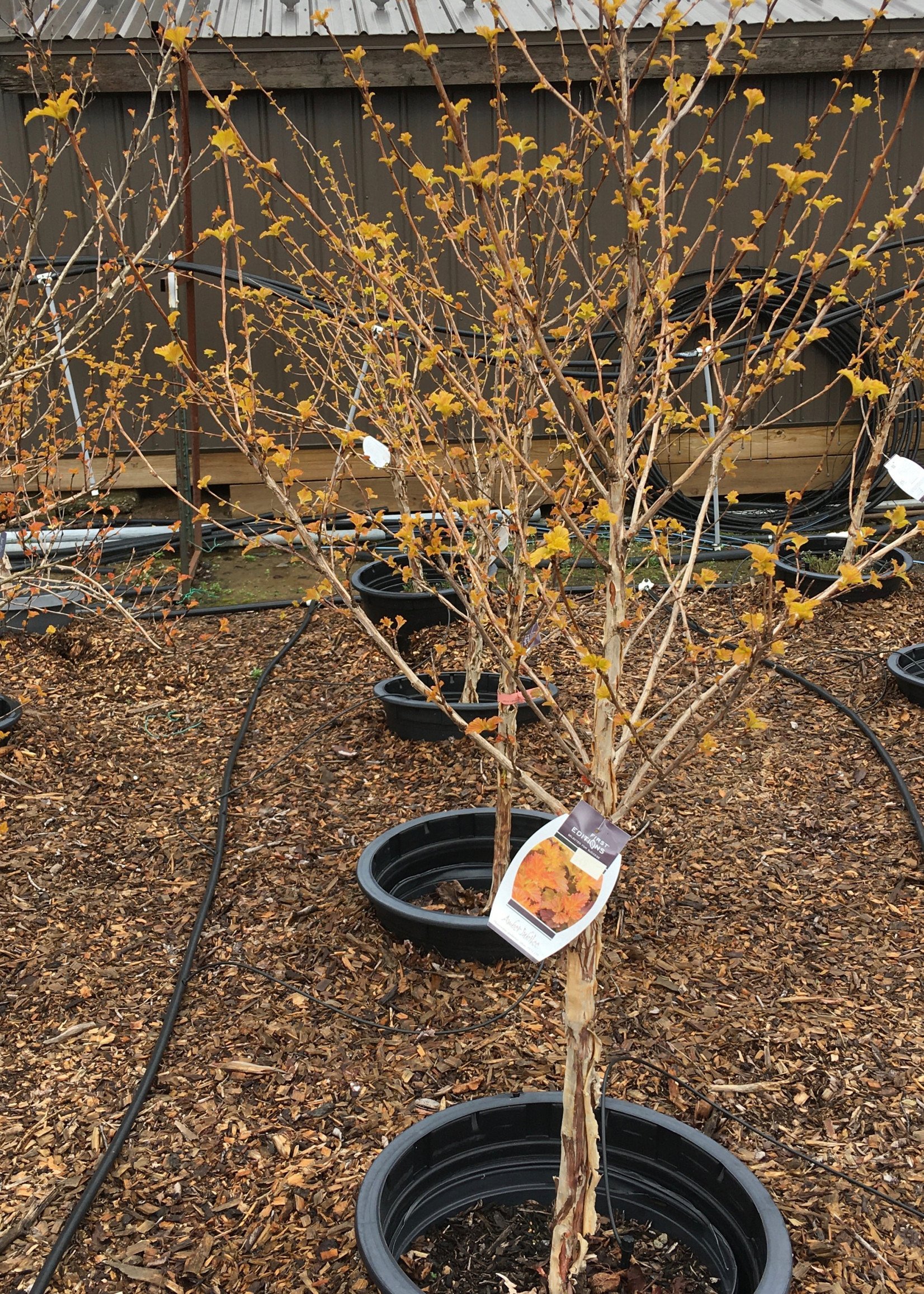 ct - Container Amber Jubilee Ninebark - Tree Form