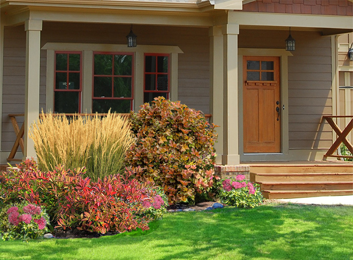 Amber Jubilee Ninebark - ct #2 - TC Nursery