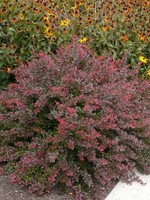 ct - Container Cherry Bomb Barberry