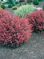 ct - Container Rosy Glow Barberry