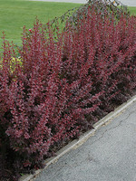 ct - Container Ruby Carousel Barberry