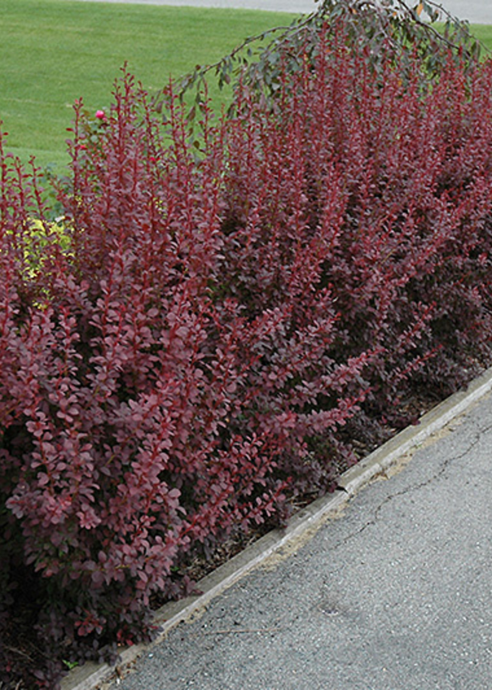ct - Container Ruby Carousel Barberry