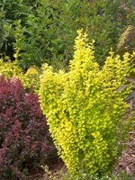 ct - Container Sunjoy Golden Pillar Barberry