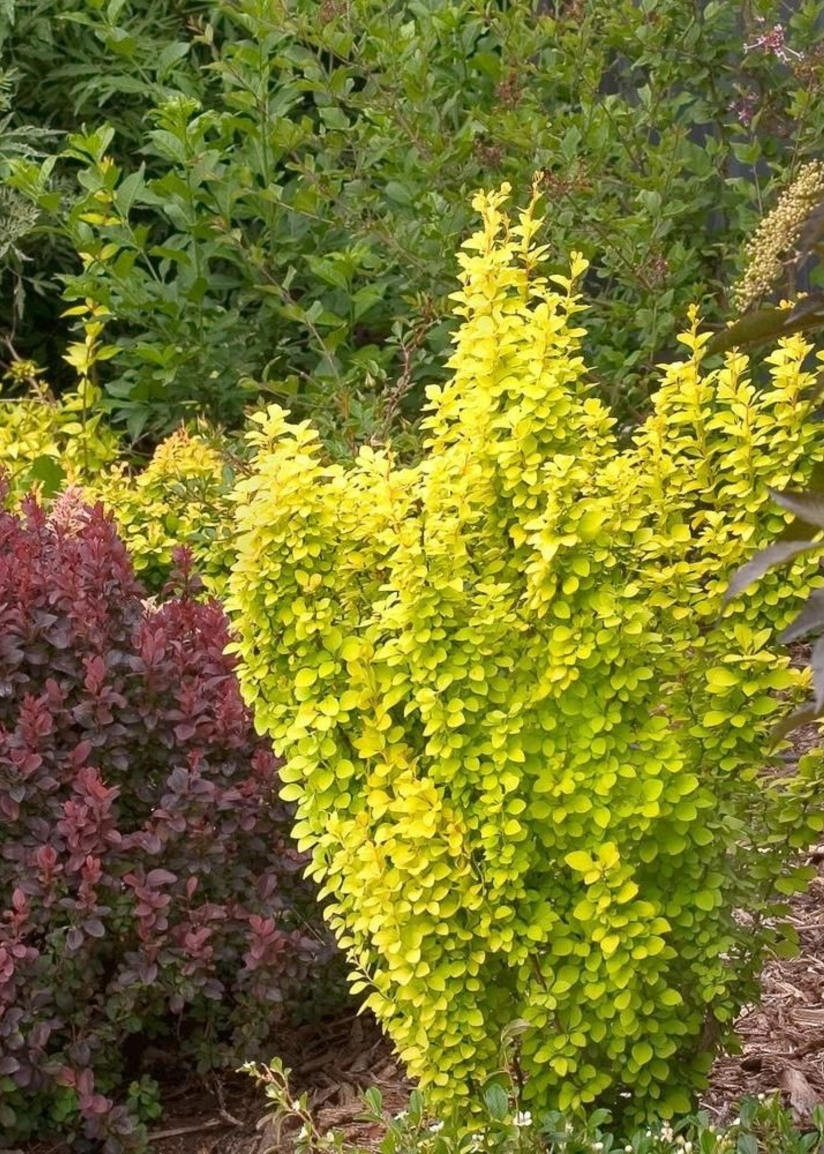 ct - Container Sunjoy Golden Pillar Barberry