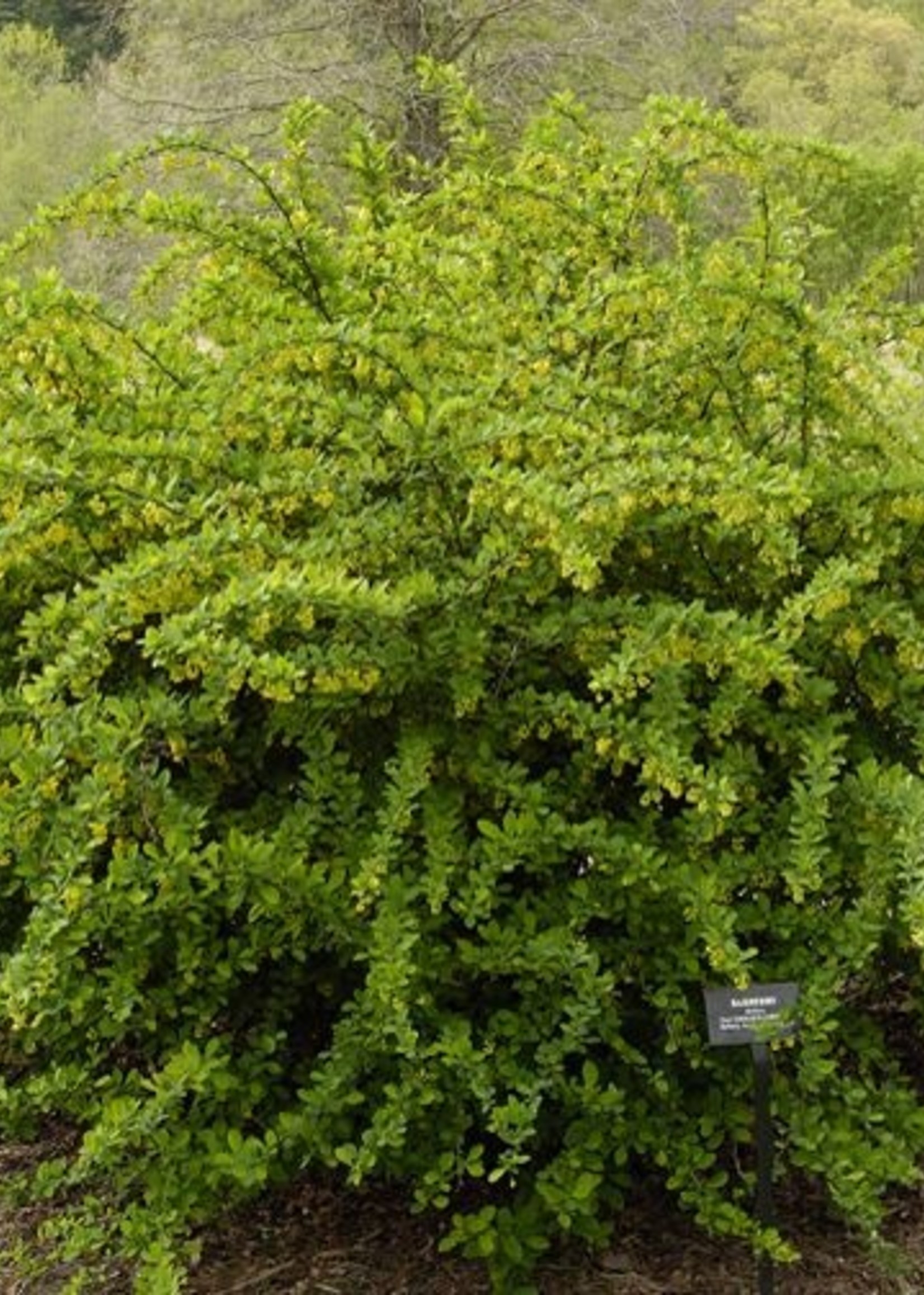 ct - Container Emerald carousel barberry