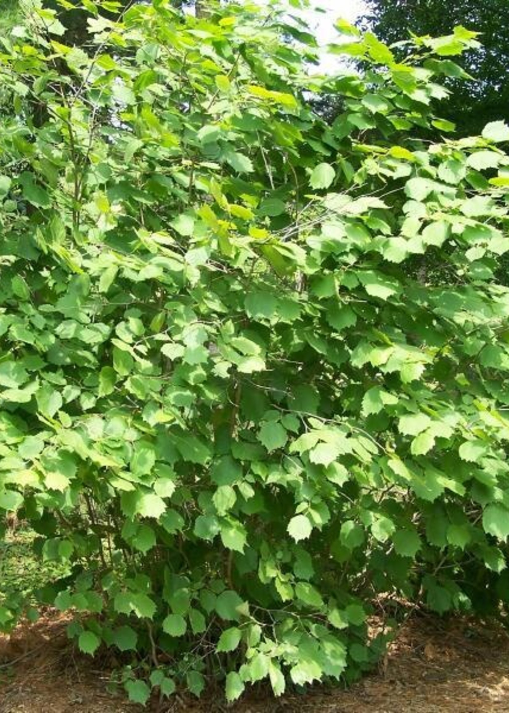 BR - Bare Root Hazelnut Shrub