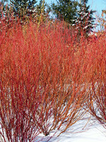 LO - Seedlings Redosier Dogwood