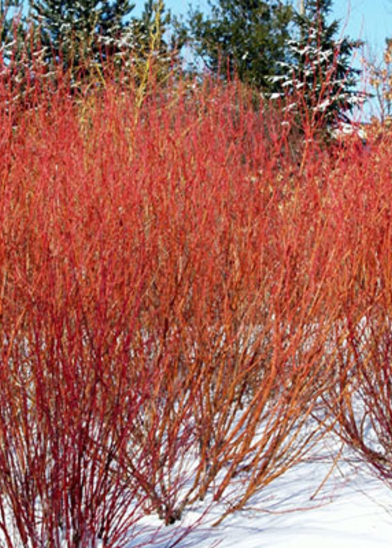 LO - Seedlings Redosier Dogwood