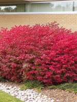 ct - Container Alatus Burning Bush