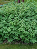 ct - Container Emerald Mound Honeysuckle