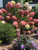 ct - Container Zinfin Doll Panicle Hydrangea