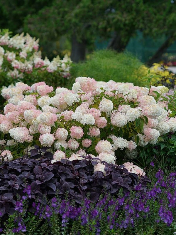 Hydrangea TC Nursery