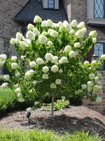 ct - Container Limelight Hydrangea - Tree