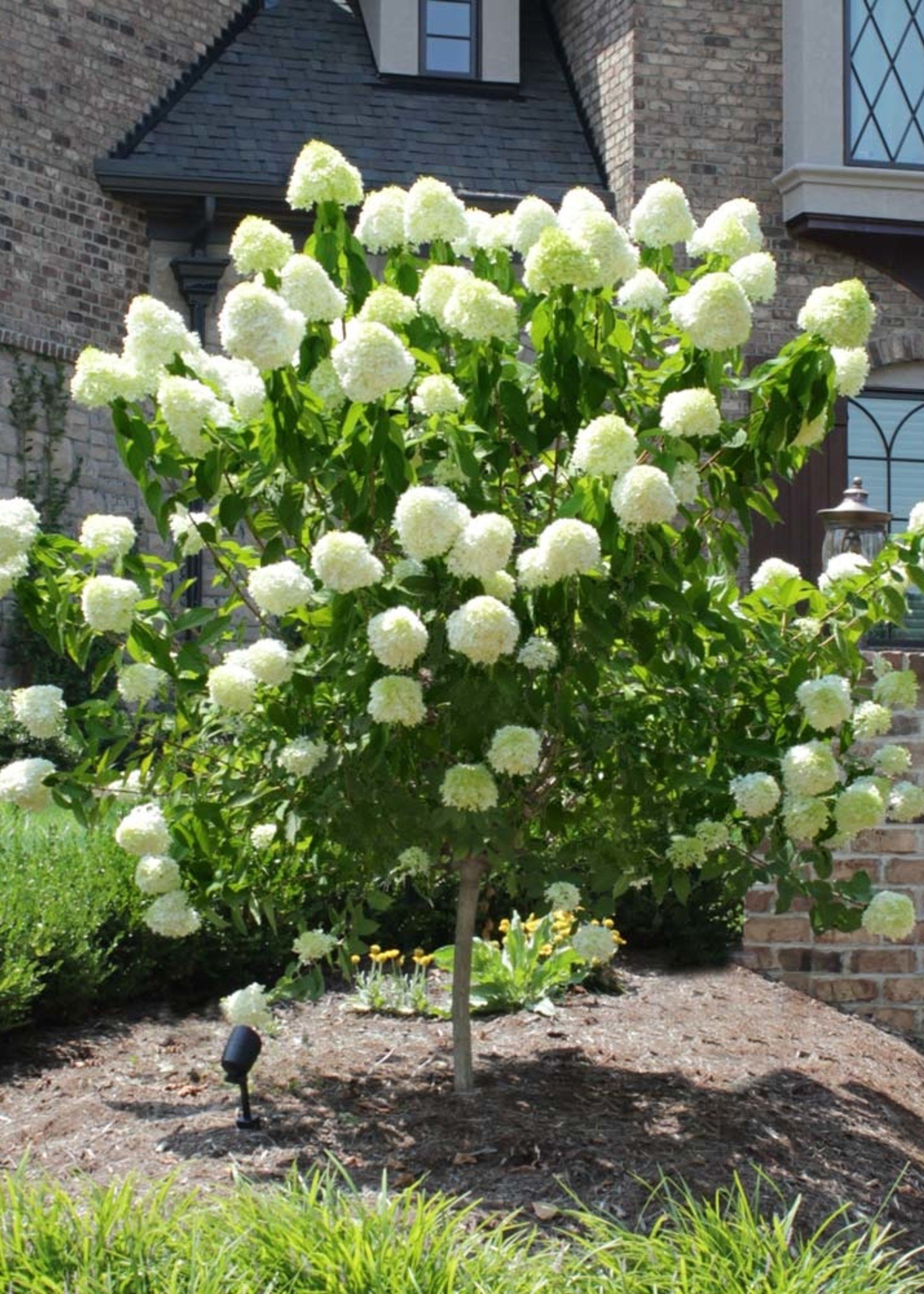 ct - Container Limelight Hydrangea - Tree