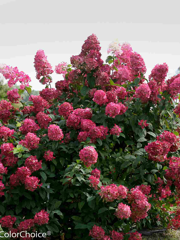 Hydrangea TC Nursery