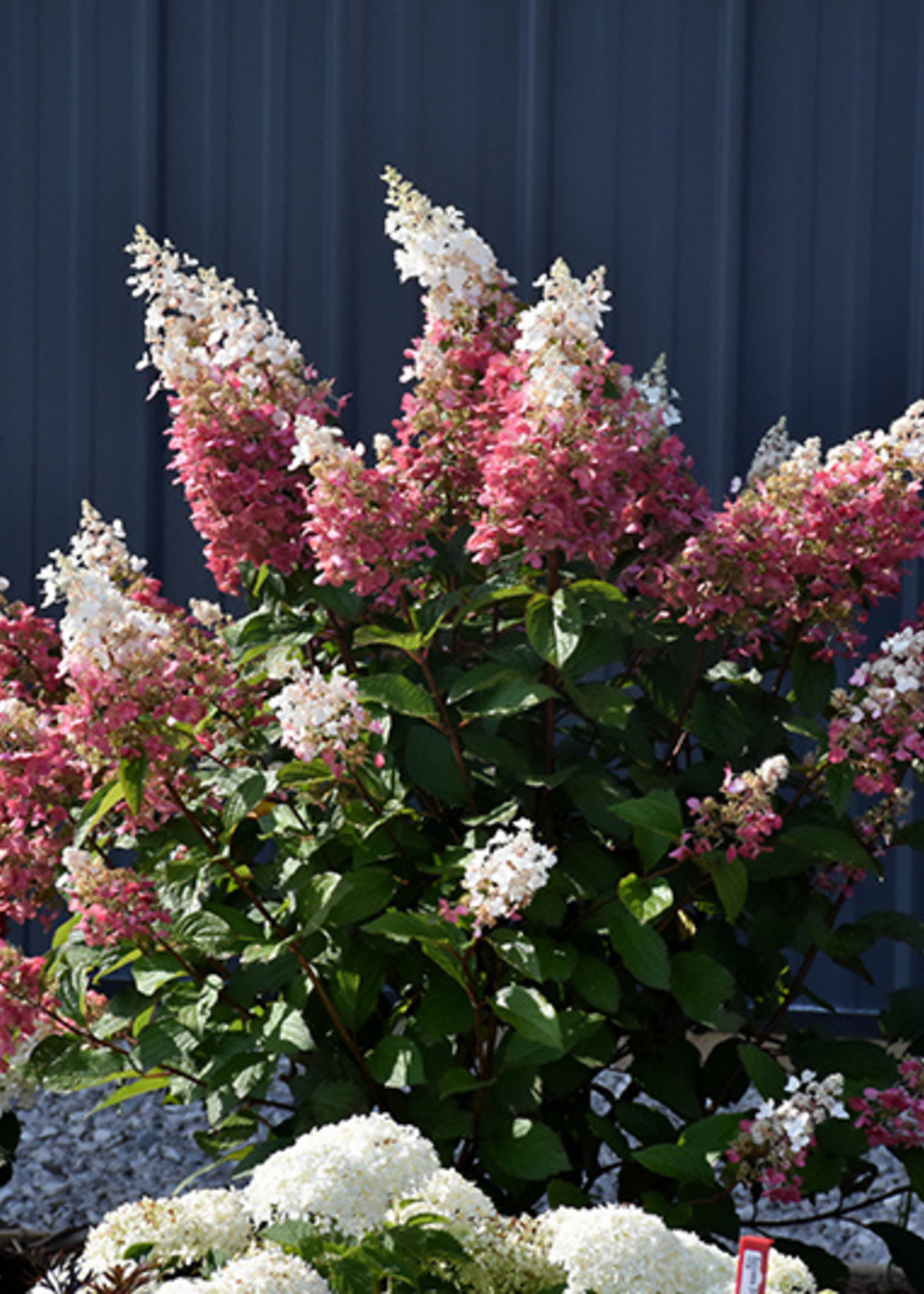 ct - Container Pinky Winky Hydrangea