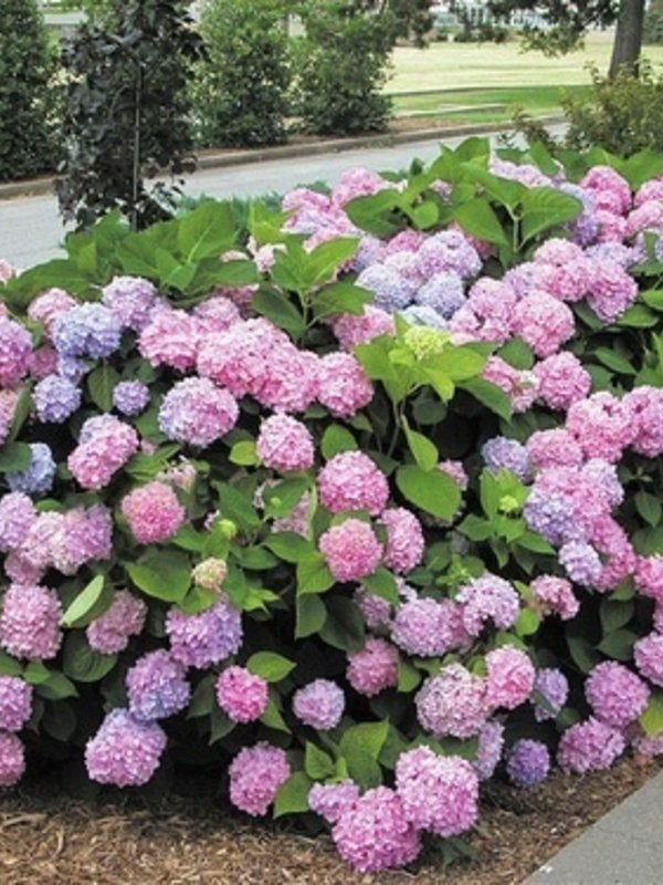 Hydrangea TC Nursery