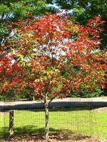 ct - Container Autumn Splendor Buckeye