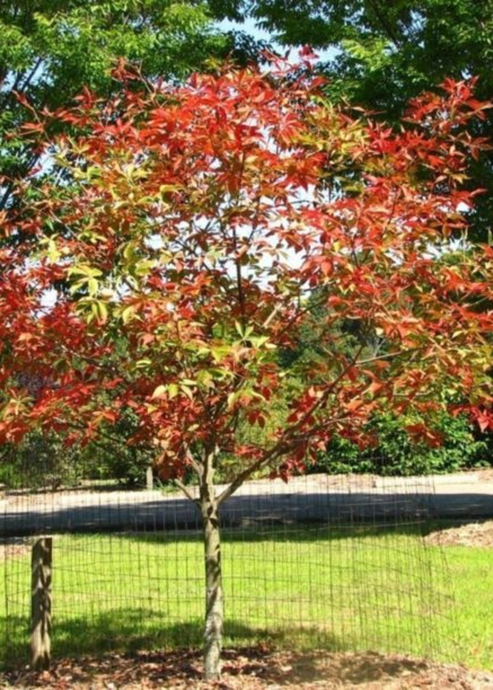 ct - Container Autumn Splendor Buckeye