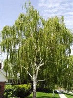 BR - Bare Root Cut Leaf Weeping Birch