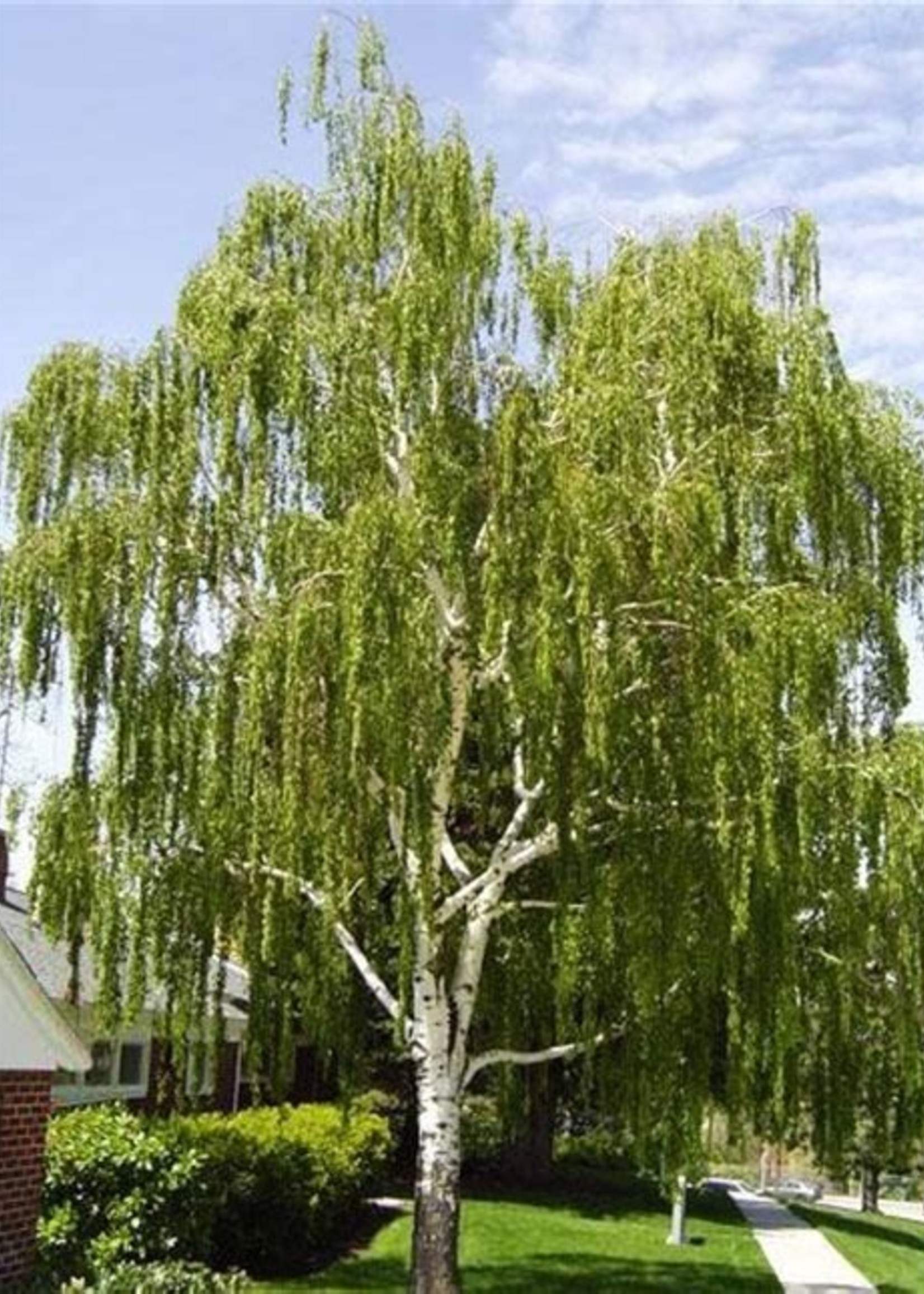 BR - Bare Root Cut Leaf Weeping Birch