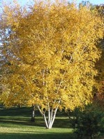 ct - Container Clump Paper Birch