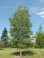 Cut Leaf Weeping Birch - BR 6' - TC Nursery