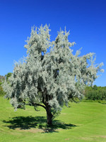 LO - Seedlings RUSSIAN OLIVE